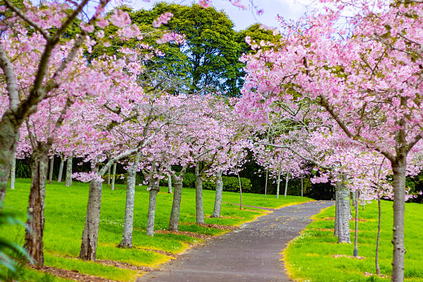 istock Beautiful cherry blossom sakura trees and flowers close up 2248776127