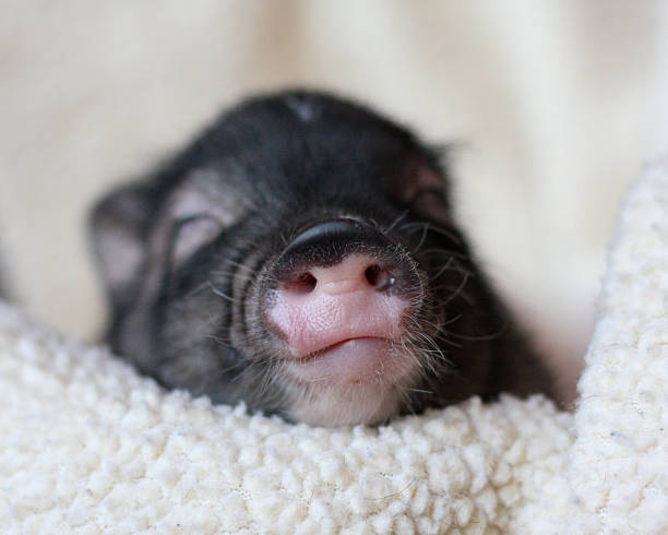 Baby pig wrapped up in a blanket and extreme close up of the baby pig nose