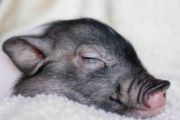 Baby pig sleeping on a white blanket photographed up close