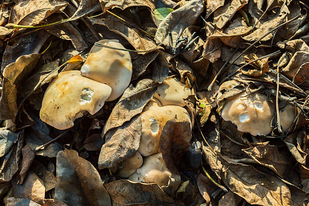 Collybia personata mushrooms among fallen leaves