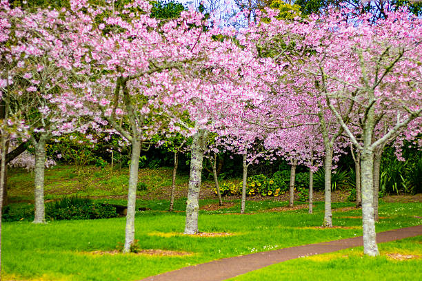 istock Beautiful cherry blossom sakura trees and flowers close up 2248776699