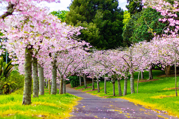 istock Beautiful cherry blossom sakura trees and flowers close up 2248776798