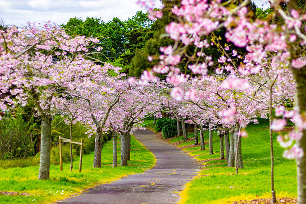 istock Beautiful cherry blossom sakura trees and flowers close up 2248776914