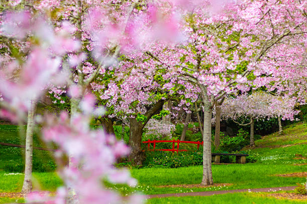 istock Beautiful cherry blossom sakura trees and flowers close up 2248777015