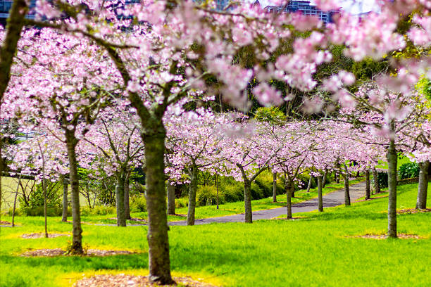 istock Beautiful cherry blossom sakura trees and flowers close up 2248777399