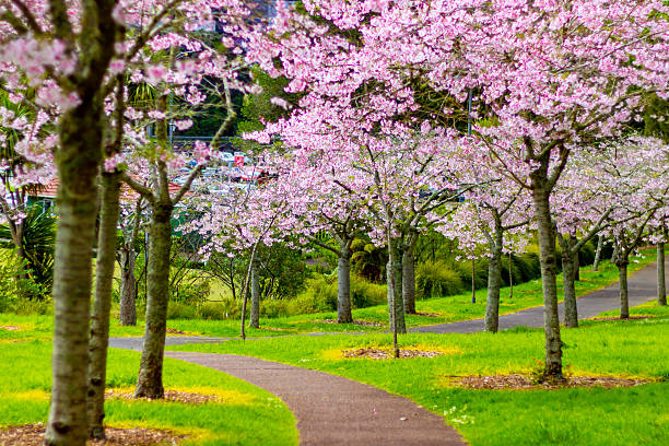 istock Beautiful cherry blossom sakura trees and flowers close up 2248777429