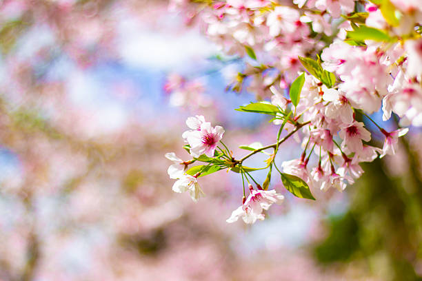 istock Beautiful cherry blossom sakura trees and flowers close up 2248777574