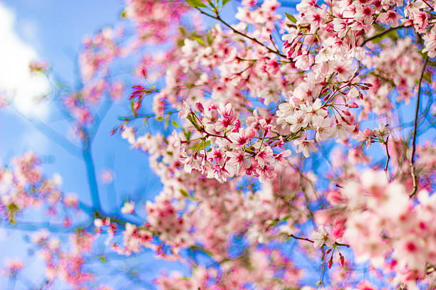 Beautiful cherry blossom sakura trees and flowers close up