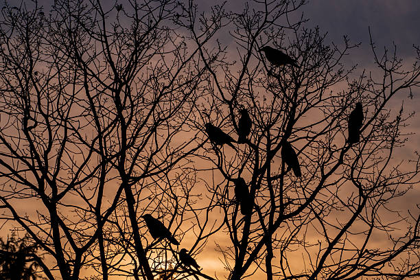 Silhouette of bare tree branches against warm sunset sky with crows perched on branches.
