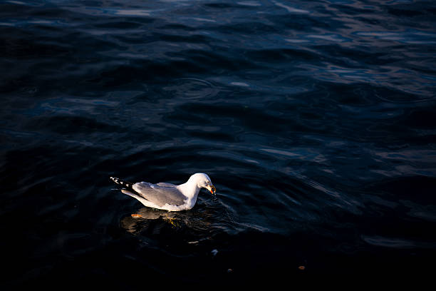 Seagull gliding over the sea in a high-contrast scene