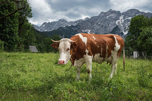 istock Cow in green meadow by mountains 2248781375