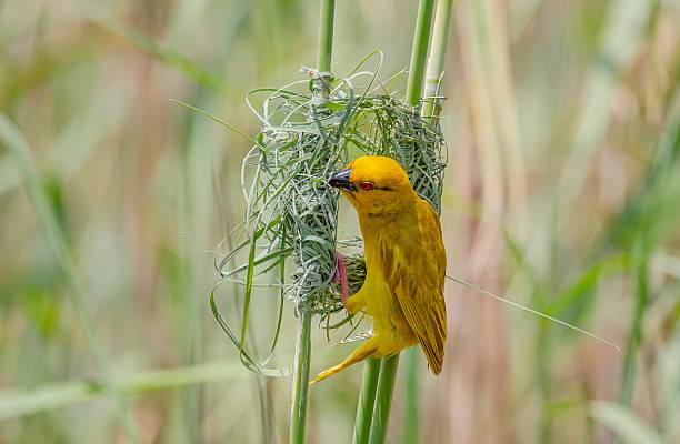 istock The Eastern golden weaver (Ploceus subaureus) 2248783238