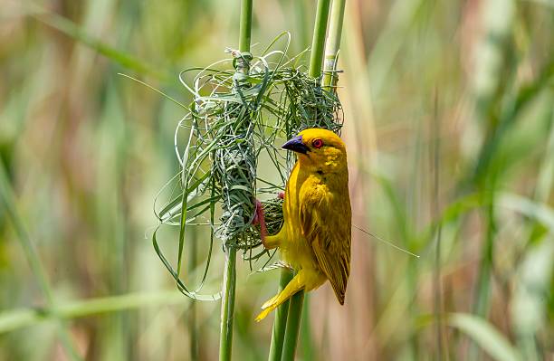 istock The Eastern golden weaver (Ploceus subaureus) 2248783239