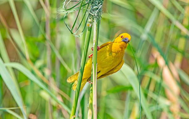istock The Eastern golden weaver (Ploceus subaureus) 2248783493