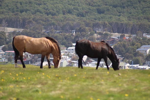 wild horse grazing calmly