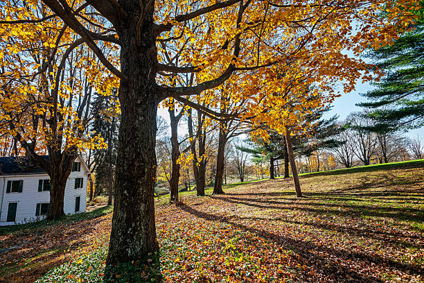 istock Bright autumn foliage under a large maple tree in Connecticut 2248787054