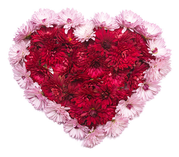 istock Red heart from chrysanthemum flowers 2248788331