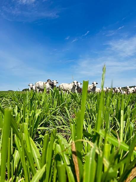 istock Intensive pasture  Development Project: The Intensive Pasture System and Animal Husbandry. Beef Cattle grassland 2248790714