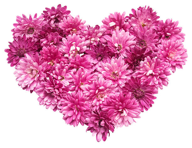 istock Pink heart from chrysanthemum flowers 2248791591