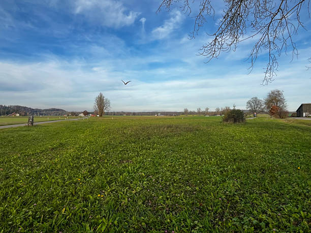 A group of sparrows eat rice in the rice field, causing agricultural losses