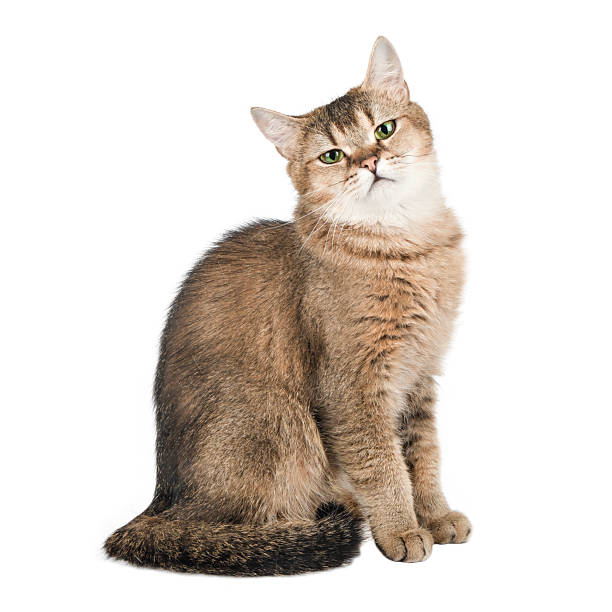 istock Cute brown cat with green eyes isolated on white background 2248792418