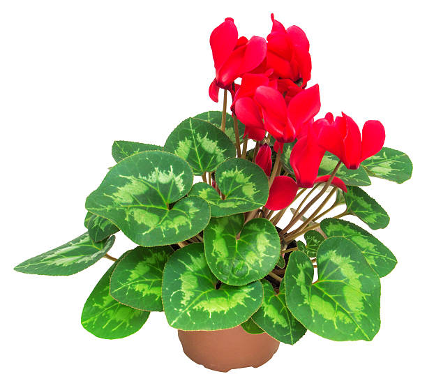 istock Red flower of cyclamen 2248793267