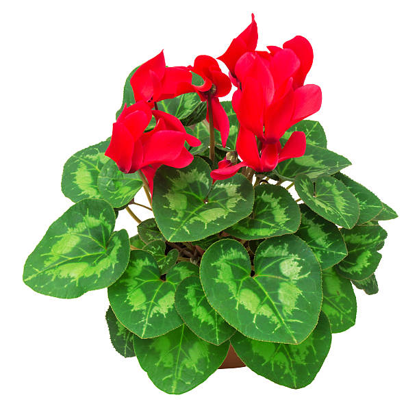 istock Red flower of cyclamen 2248793268