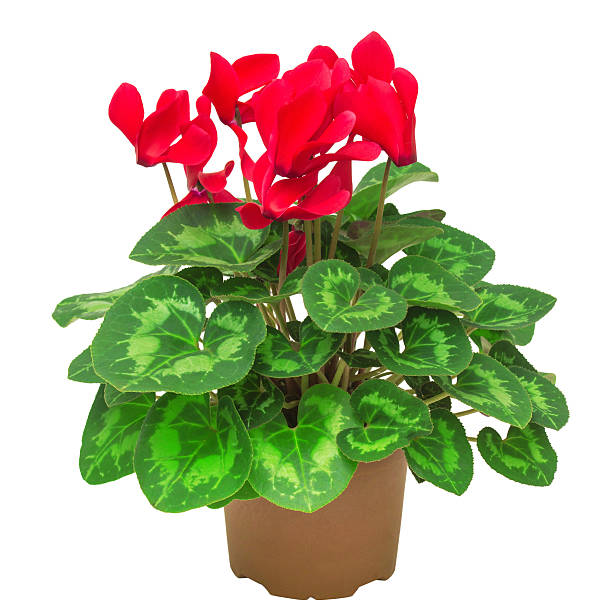 istock Red flower of cyclamen 2248793278