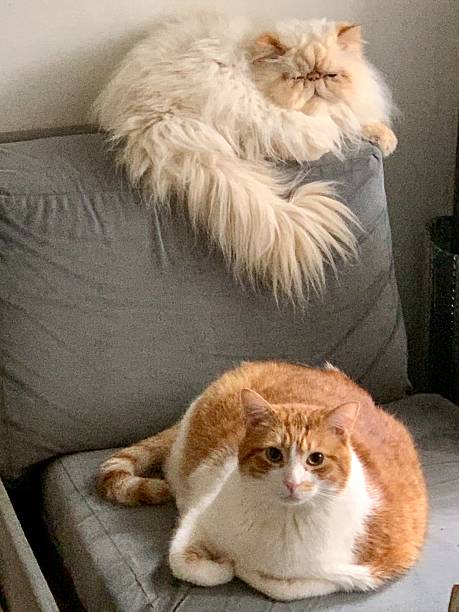 istock Persian and Tabby Cats Resting Together on Sofa 2248795012