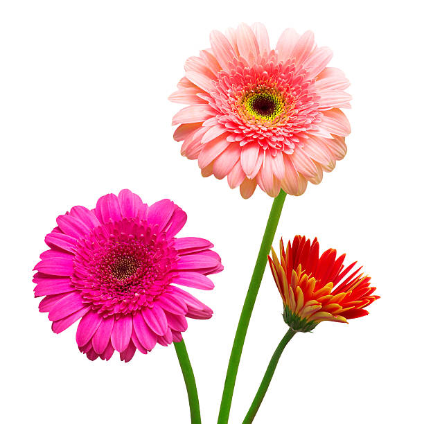 istock Bouquet of flowers gerberas 2248795083