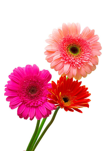istock Bouquet of flowers gerberas 2248795086