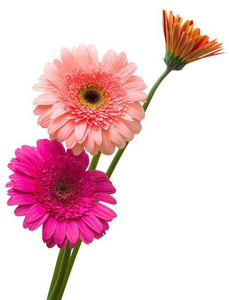 istock Bouquet of flowers gerberas 2248795112