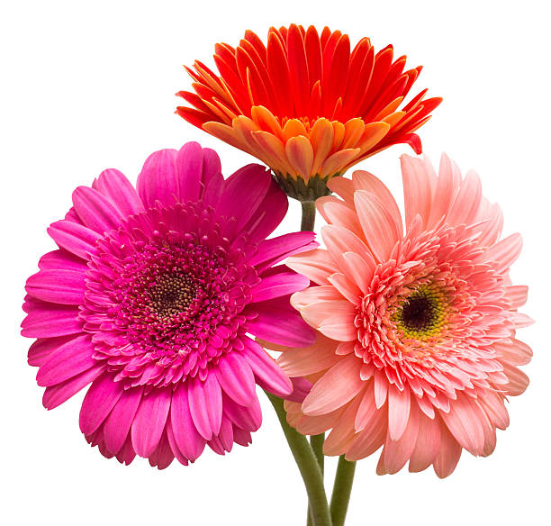 istock Bouquet of flowers gerberas 2248795122