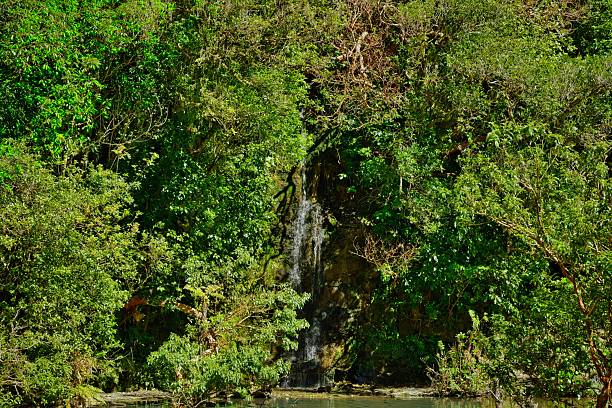 Wonderful New Zealand native bush around a lake, with a waterfall