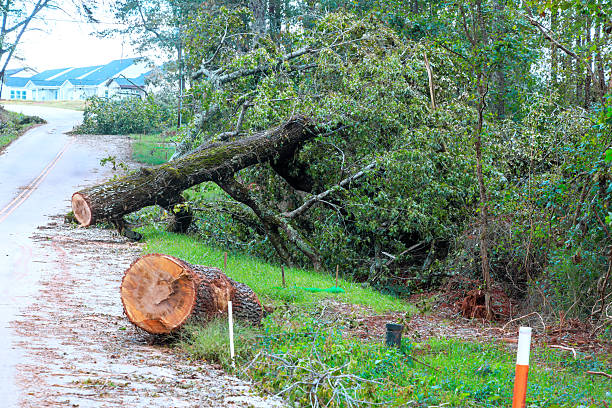 istock Large tree fallen across road after storm in residential area 2248799537