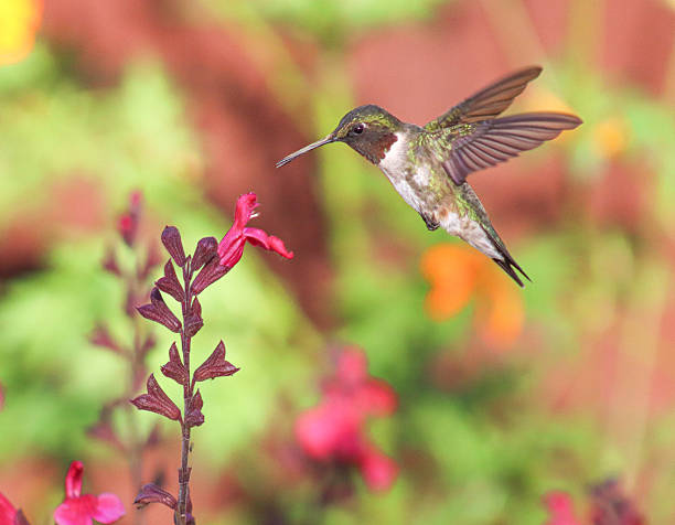 istock Humming Bird and Flower 2248799706