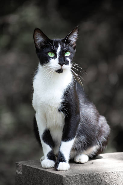 istock Cat with bright green eyes 2248799904