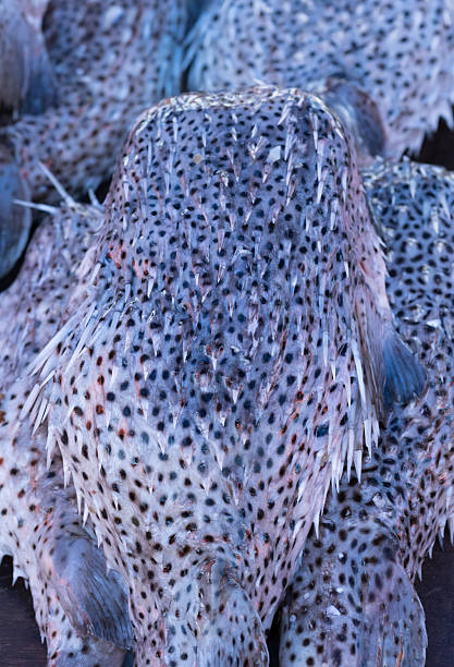 Textured Piles of Dried or Cured Pufferfish with Black Spots and Spines