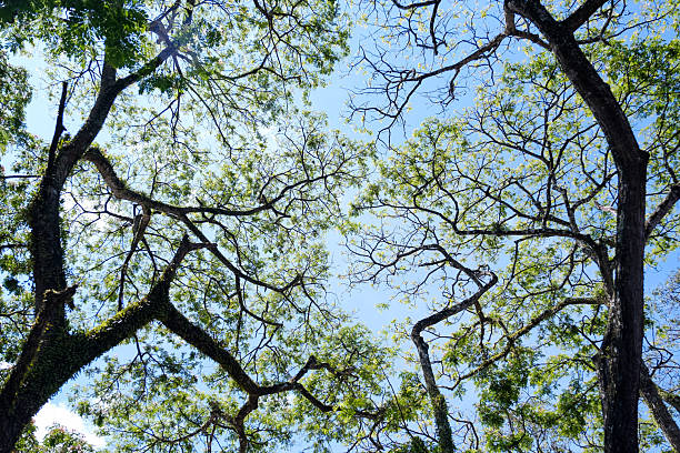 Nature’s roof: where light and leaves meet in quiet harmony.”