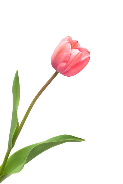 istock Pink tulip on a long stalk stem 2248806012