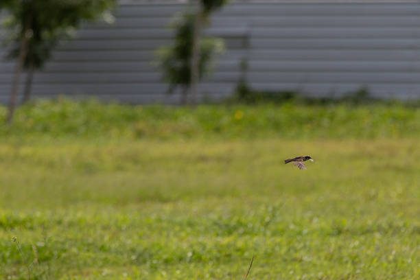 Eurasian Tree Sparrow