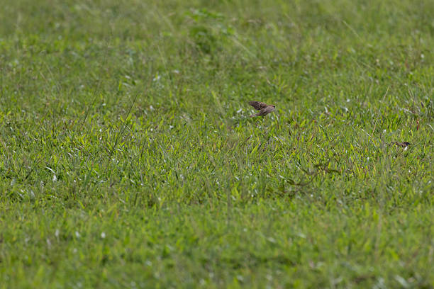 Eurasian Tree Sparrow