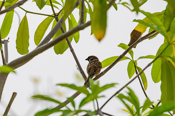 istock Cute Round and Fluffy Bird Eurasian Tree Sparrow perching and Preening in a tree and branch. Round bird. Tree Sparrows 2248806728