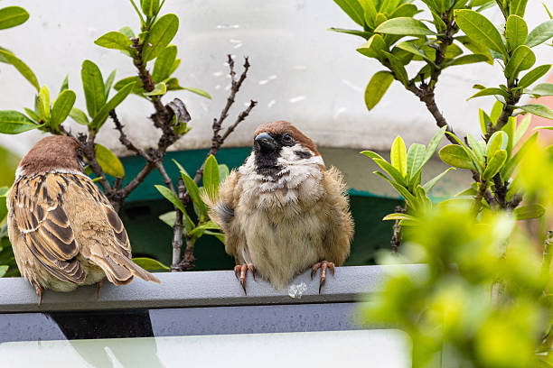 Eurasian Tree Sparrow