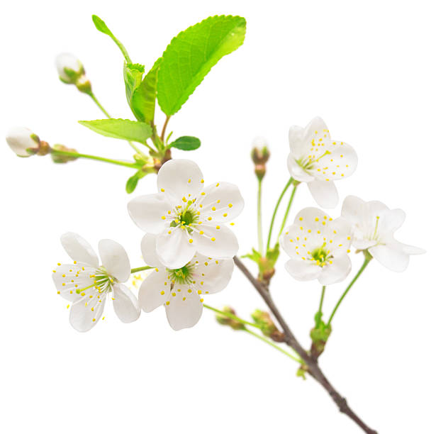 istock A branch of cherry blossoms 2248806813