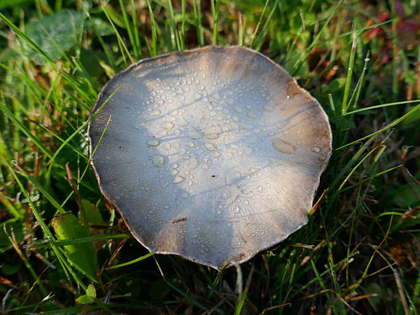 Large flat mushroom with dew drops in grass close-up