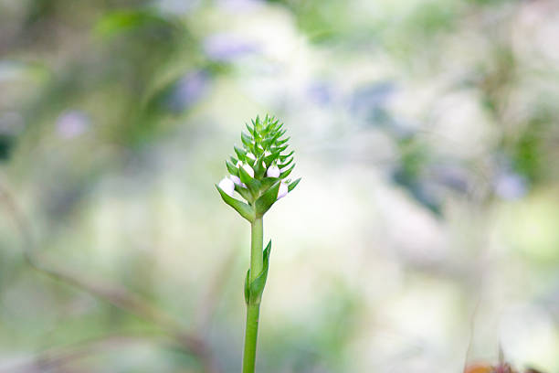 Calanthe triplicata (common Christmas orchid, Anggrek popocongan, Ahan abal, Lemba utan, Bunga tida lapis). This orchid is used for digestive disorders and tooth decay.