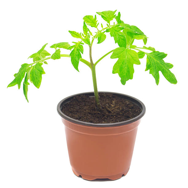 istock Seedlings of tomato 2248807041