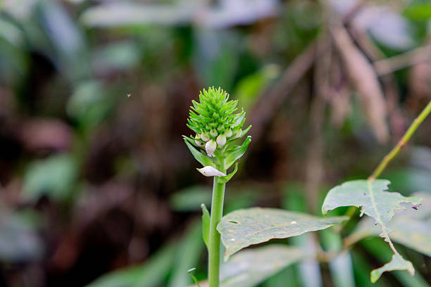 Calanthe triplicata (common Christmas orchid, Anggrek popocongan, Ahan abal, Lemba utan, Bunga tida lapis). This orchid is used for digestive disorders and tooth decay.