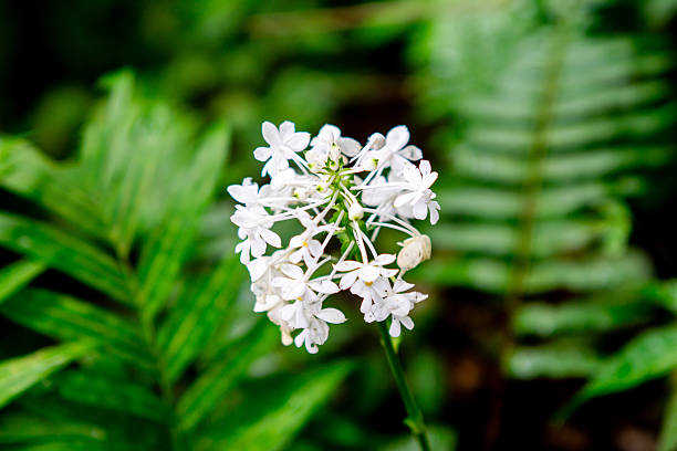 Close-up of a Cluster of Small White Rose Flowers in a Spring Garden
